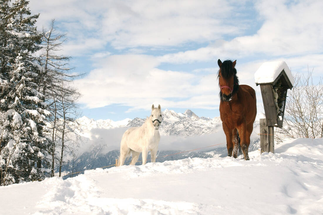 Cavalli Haflinger in inverno