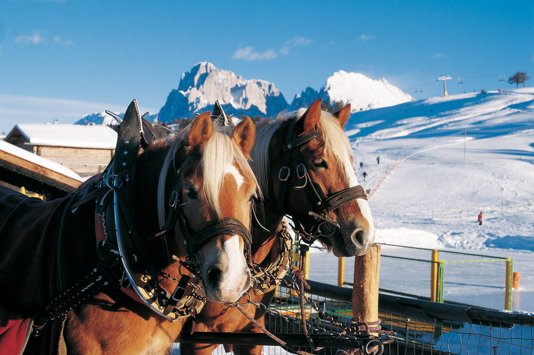 Tiro a cavallo Haflinger sull'Alpe di Siusi (2000m)