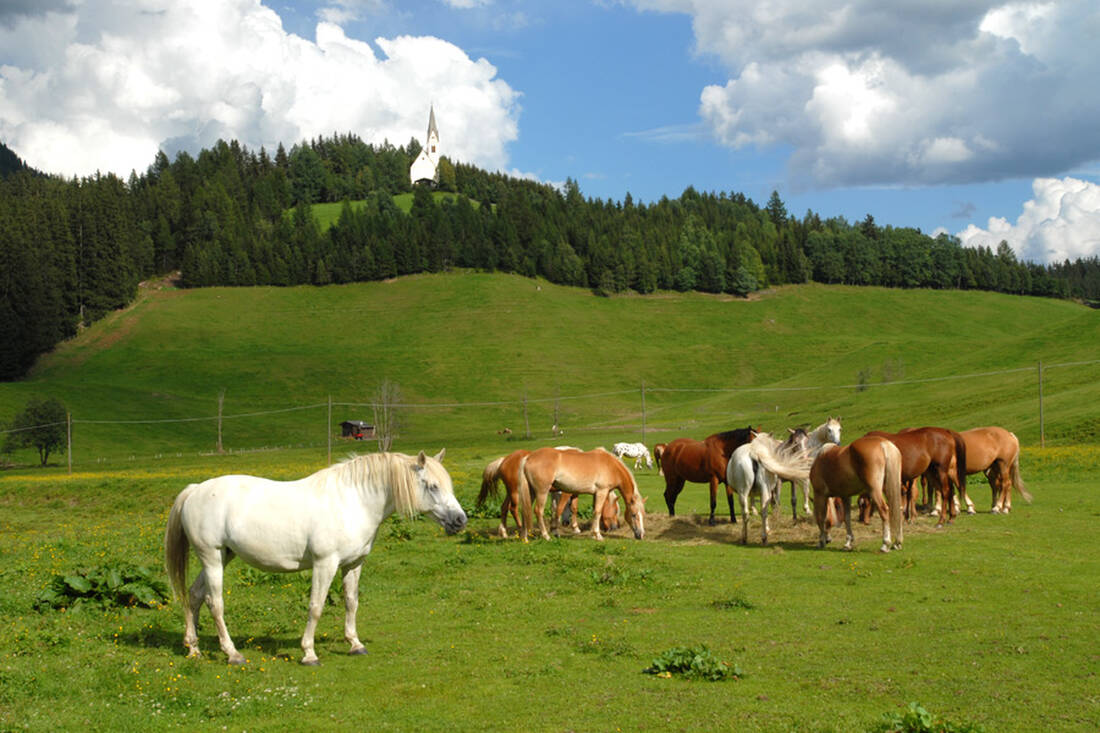 Cavalli nella valle di Ridanna