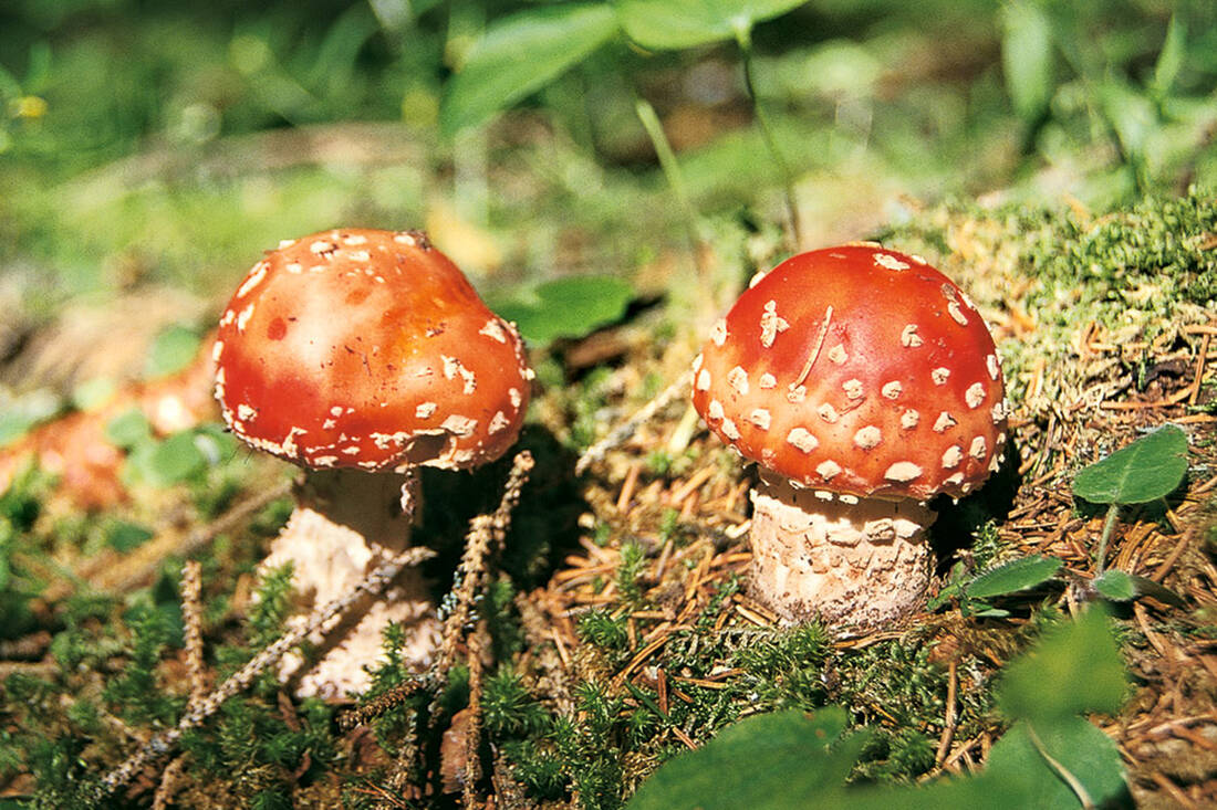 Funghi velenosi
