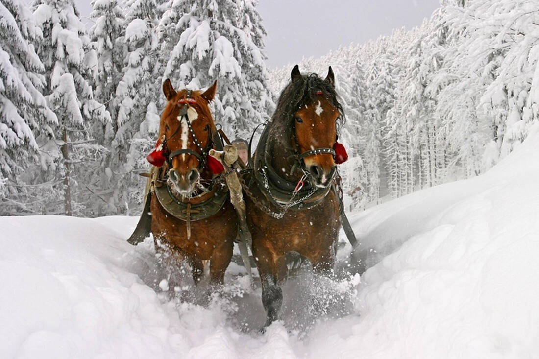 Cavalli in inverno