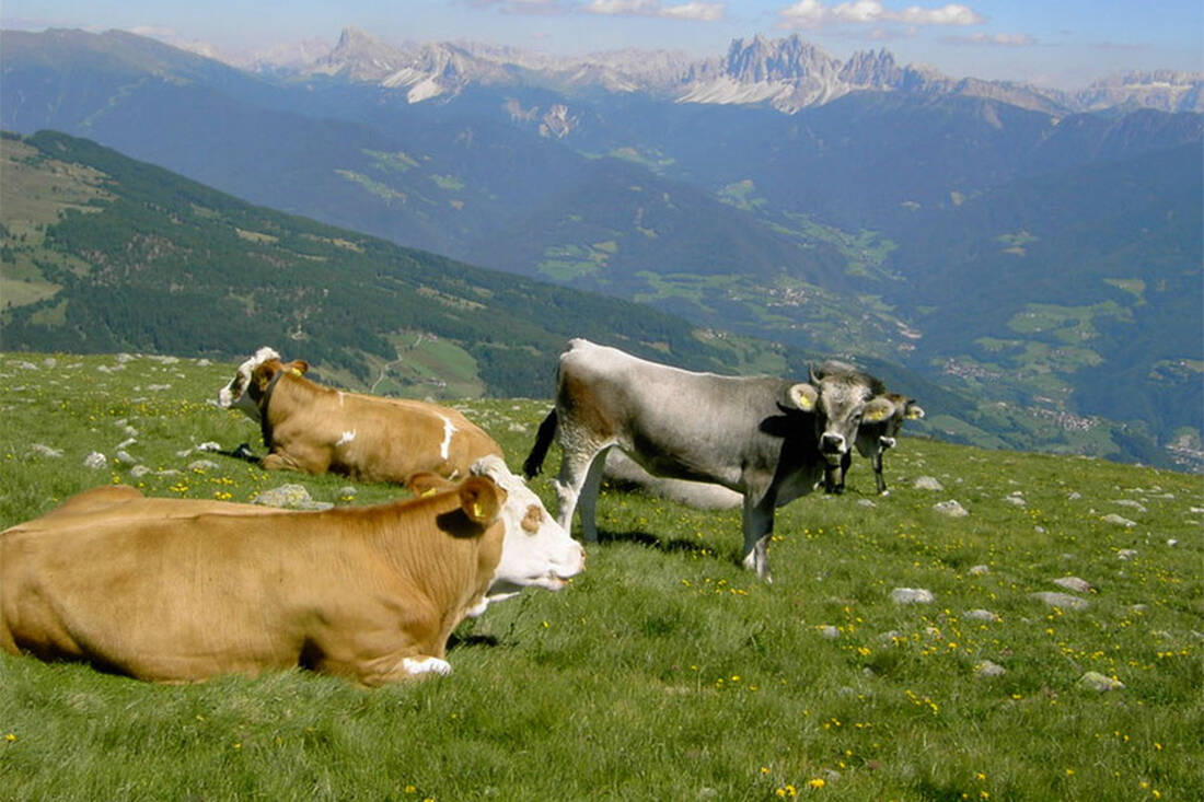 bestiame sulla montagna
