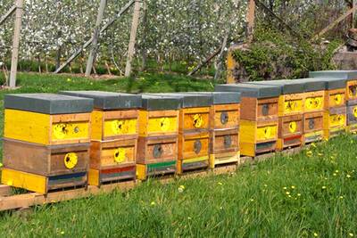 Eisendle Martin, l'apicoltore di Ridanna